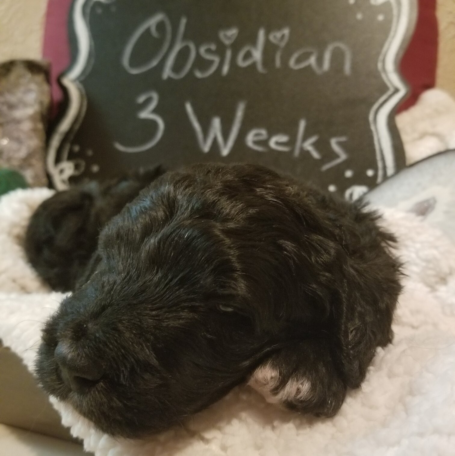 Image of a Bernedoodle Puppy